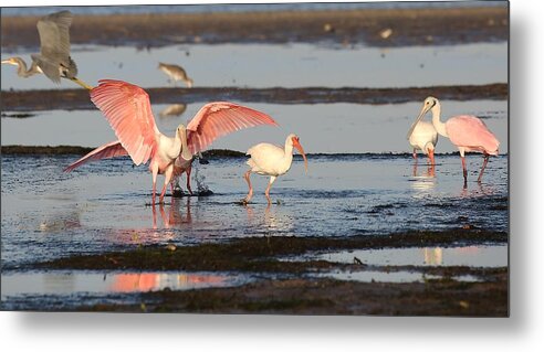 Roseate Spoonbill Metal Print featuring the photograph Roseate Spoonbill 10 by Mingming Jiang