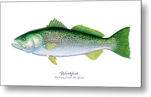 Charles Harden Metal Print featuring the painting Weakfish by Charles Harden