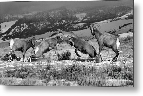 Bighorn Metal Print featuring the photograph Wyoming Bighorn Brawlers Panorama Black And White by Adam Jewell