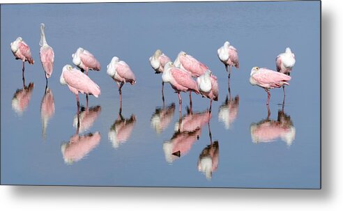 Roseate Spoonbills Metal Print featuring the photograph Roseate Spoonbills and reflections by Bradford Martin