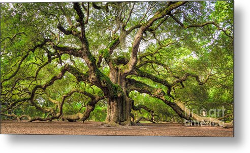 #faatoppicks Metal Poster featuring the photograph Angel Oak Tree of Life #2 by Dustin K Ryan
