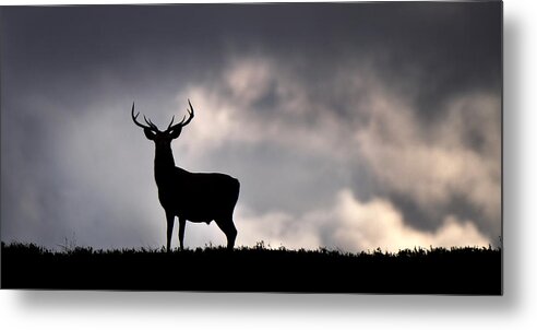 Stag Silhouette Metal Print featuring the photograph Stag Silhouette #4 by Gavin Macrae