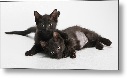 Black Kittens Canvas Print Metal Print featuring the photograph Best Buds by Kimber Butler