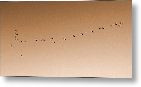 Birds Metal Print featuring the photograph Birds Brown Sky by Rita Adams