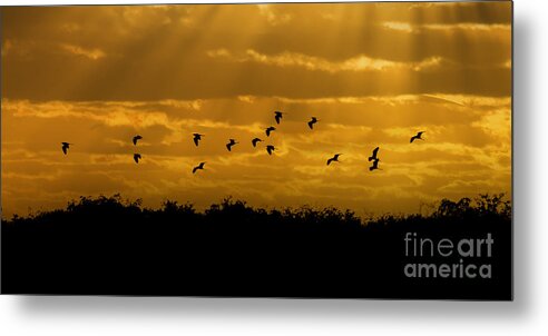 Everglades Metal Print featuring the photograph Birds coming back to roost at sunset by Dan Friend