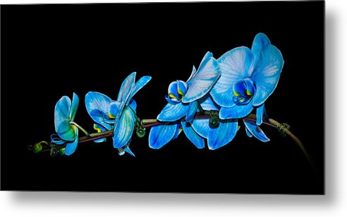 Black Background Metal Print featuring the photograph Blue Phalaenopsis orchid by Len Romanick
