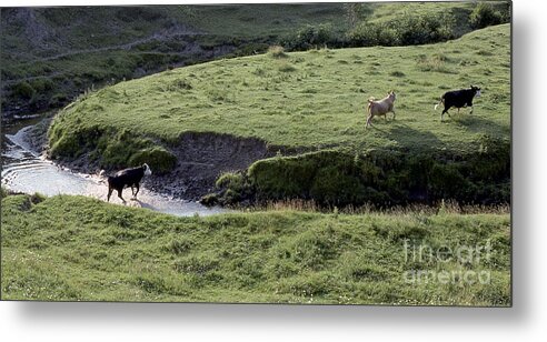 Cattle Metal Print featuring the photograph Cattle Running by Andre Paquin