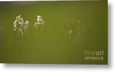 Daffodils Metal Print featuring the photograph Common Daffodil by Alon Meir