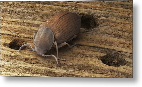 Common Furniture Beetle Sem Metal Print By Power And Syred