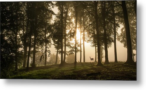 Denmark Metal Print featuring the photograph Deer In The Morning Mist. by Leif L??ndal