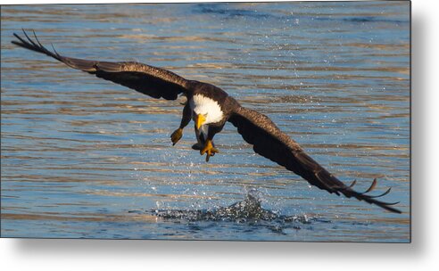 American Bald Eagles Metal Print featuring the photograph Fish on the Go by Glenn Lawrence