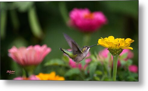 Humming Bird Metal Print featuring the photograph Hummer on yellow zinnia by Don Anderson
