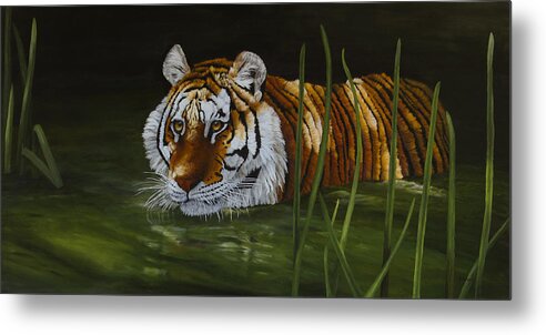 Tiger Metal Print featuring the painting Intrigued - Tiger by Johanna Lerwick