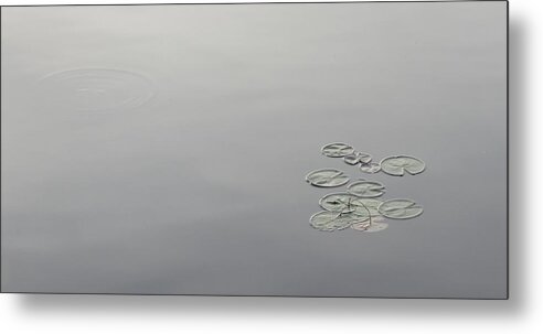 Lily Pads Metal Print featuring the photograph Lily Pads by Lilliana Mendez