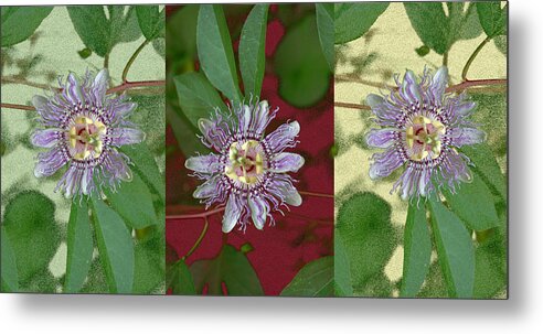 Passion Flower Metal Print featuring the photograph Passion Flower Triptych by Tom Wurl