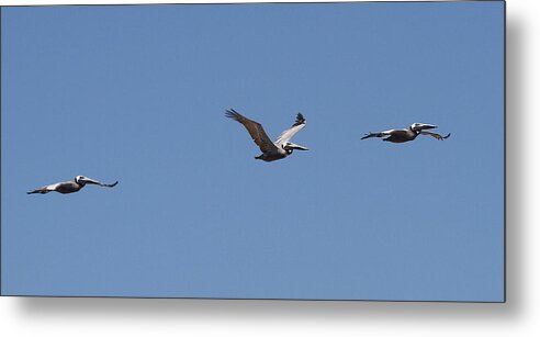 Pelican Metal Print featuring the photograph Pelicans in a Row 7 by Cathy Lindsey