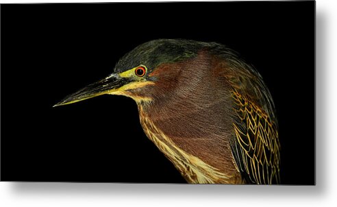 Green Heron Metal Print featuring the photograph Portrait of a green heron by Stuart Harrison