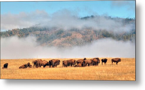 Bison Metal Print featuring the photograph Prairie Bison by Geraldine Alexander