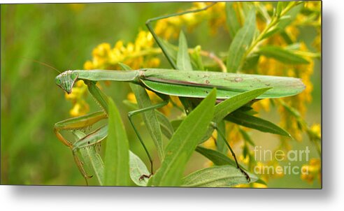 Insect Metal Print featuring the photograph Praying Mantis in September by Anna Lisa Yoder