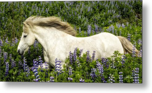 Equine Metal Print featuring the photograph Prince of the Lupine by Joan Davis