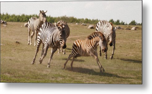 Racing Zebras Metal Print featuring the photograph Racing Zebras 1 in color by Tracy Winter
