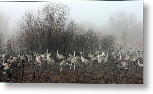 Sandhill Metal Print featuring the photograph Sandhill Cranes in the Fog by Farol Tomson