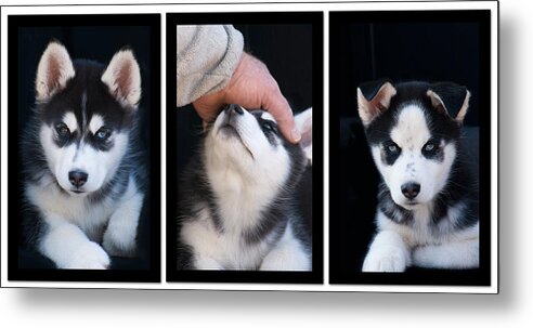 Siberian Metal Print featuring the photograph Siberian Husky Puppies Mans Best Friend by Kathy Clark