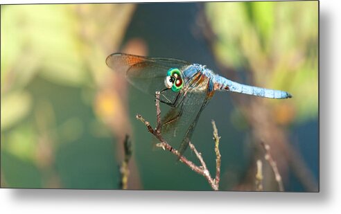  Animals Metal Print featuring the photograph Smile by Darren Bradley