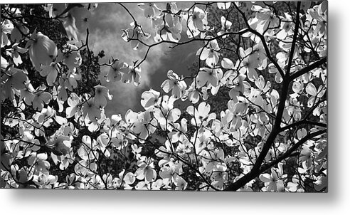 Black And White Metal Print featuring the photograph Spring Dogwood -1 by Alan Hausenflock