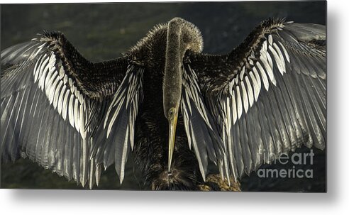 Anhinga Metal Print featuring the photograph Taking A Bow by David Waldrop