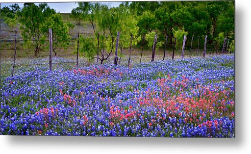 Texas Bluebonnets Metal Print featuring the photograph Texas Roadside Heaven -Bluebonnets paintbrush Wildflowers Landscape by Jon Holiday
