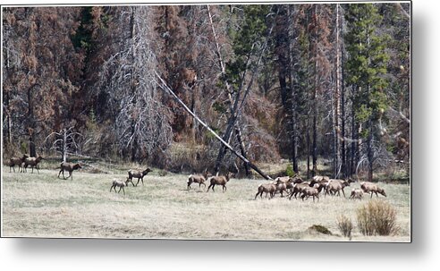 Elk Metal Print featuring the photograph The Herd by Susan Kinney