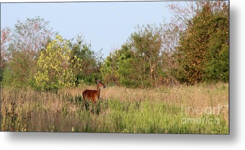 Nature Metal Print featuring the photograph White-tailed Deer #16 by Jack R Brock