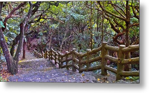 Forest Metal Print featuring the photograph Forest walk by Jocelyn Kahawai