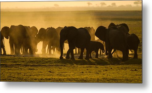 Action Metal Print featuring the photograph Gold dust gathering by Alistair Lyne