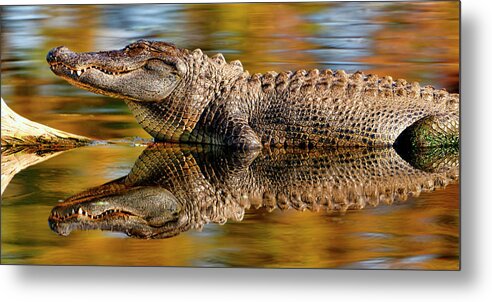 Reflection Metal Print featuring the photograph Relection of an Alligator by Bill Dodsworth