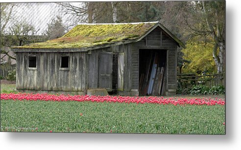 Tulips Metal Print featuring the photograph Tulip Barn by Mitch Shindelbower