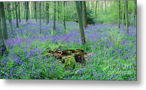 Bluebell Metal Print featuring the photograph Bluebell woods panorama #1 by Warren Photographic