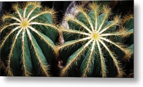 Cactus Metal Print featuring the photograph Cactus #1 by Catherine Lau