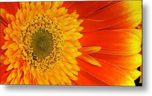 Flora Metal Print featuring the photograph Explosion of color #2 by Bruce Bley