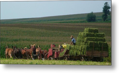 Animal Metal Print featuring the photograph Amish Farm by Lori Seaman