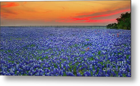 Texas Bluebonnets Metal Print featuring the photograph Bluebonnet Sunset Vista - Texas landscape by Jon Holiday