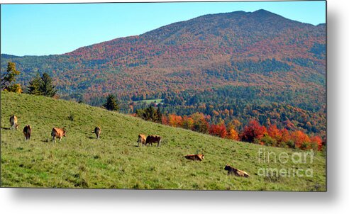 Cows Metal Print featuring the photograph Cows Enjoying Vermont Autumn by Catherine Sherman