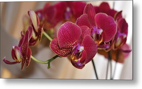 Linda Brody Metal Print featuring the photograph Crimson Orchids by Linda Brody