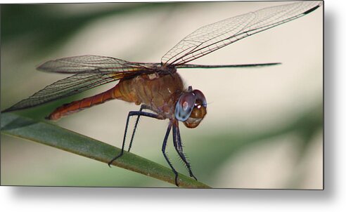 Dragonfly Metal Print featuring the photograph Dragonfly by Colleen Cornelius