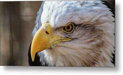 Bald Eagle Metal Print featuring the photograph Eagle Eye by Holly Ross