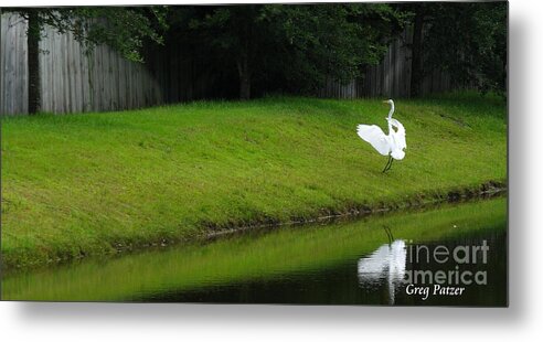 Art For The Wall...patzer Photography Metal Print featuring the photograph Egret Dance by Greg Patzer