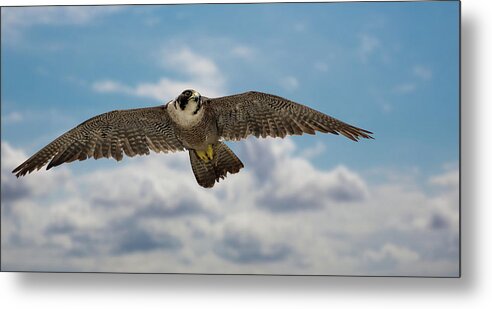 Bird Metal Print featuring the photograph Eyes in the sky by Bruce Bonnett