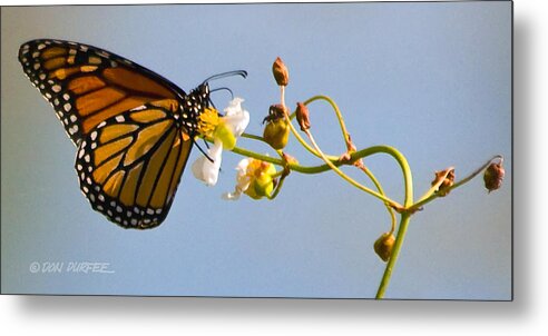 Monarch Metal Print featuring the photograph Favorite Flower by Don Durfee