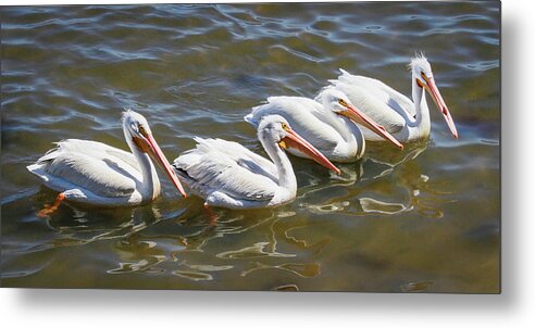 American White Pelican Metal Print featuring the photograph Fishing Line by Dawn Currie